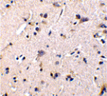Immunohistochemistry - GFR alpha 1 Antibody from Signalway Antibody (24019) - Antibodies.com