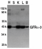 Western blot - GFR alpha 3 Antibody from Signalway Antibody (24021) - Antibodies.com