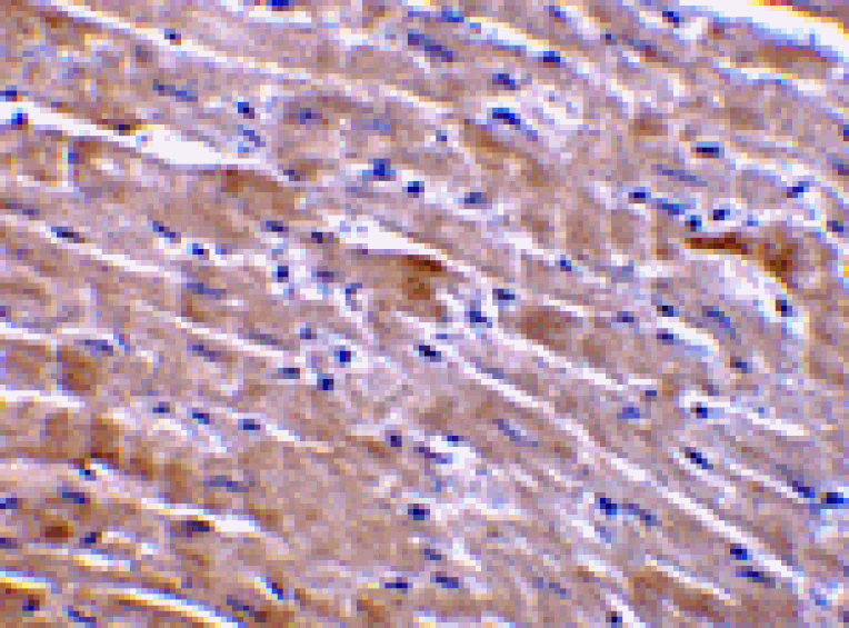 Immunohistochemistry - GFR alpha 3 Antibody from Signalway Antibody (24021) - Antibodies.com