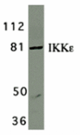 Western blot - IKK epsilon Antibody from Signalway Antibody (24121) - Antibodies.com