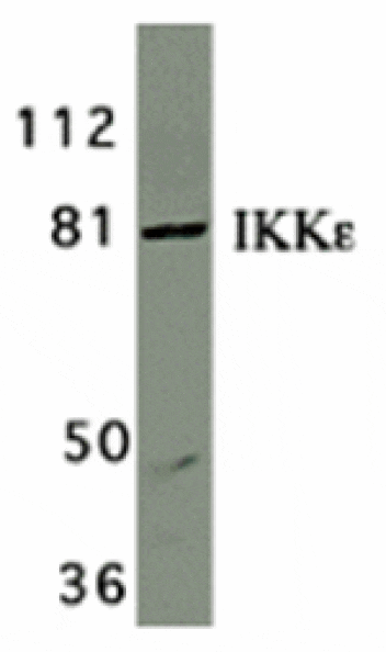 Western blot - IKK epsilon Antibody from Signalway Antibody (24121) - Antibodies.com