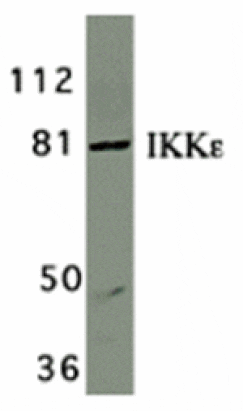 Western blot - IKK epsilon Antibody from Signalway Antibody (24121) - Antibodies.com