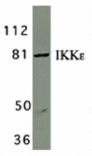 Western blot - IKK epsilon Antibody from Signalway Antibody (24121) - Antibodies.com