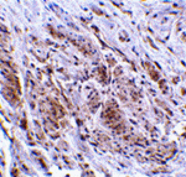 Immunohistochemistry - TRIM5 gamma Antibody from Signalway Antibody (24222) - Antibodies.com