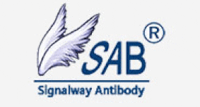 Western blot - Adiponectin Antibody from Signalway Antibody (24324) - Antibodies.com