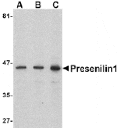 Western blot - Presenilin1 Antibody from Signalway Antibody (24526) - Antibodies.com