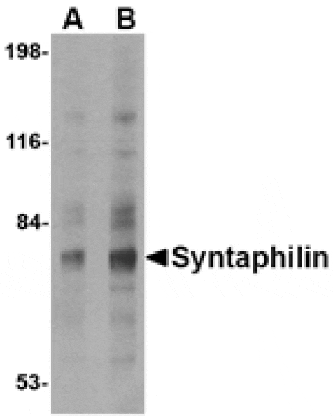 Western blot - Syntaphilin Antibody from Signalway Antibody (24689) - Antibodies.com