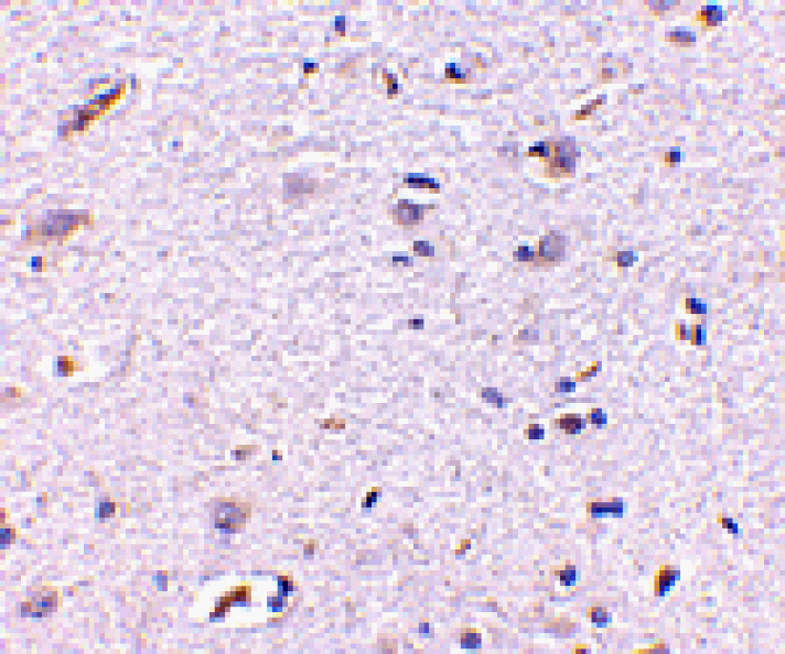 Immunohistochemistry - Syntaphilin Antibody from Signalway Antibody (24689) - Antibodies.com