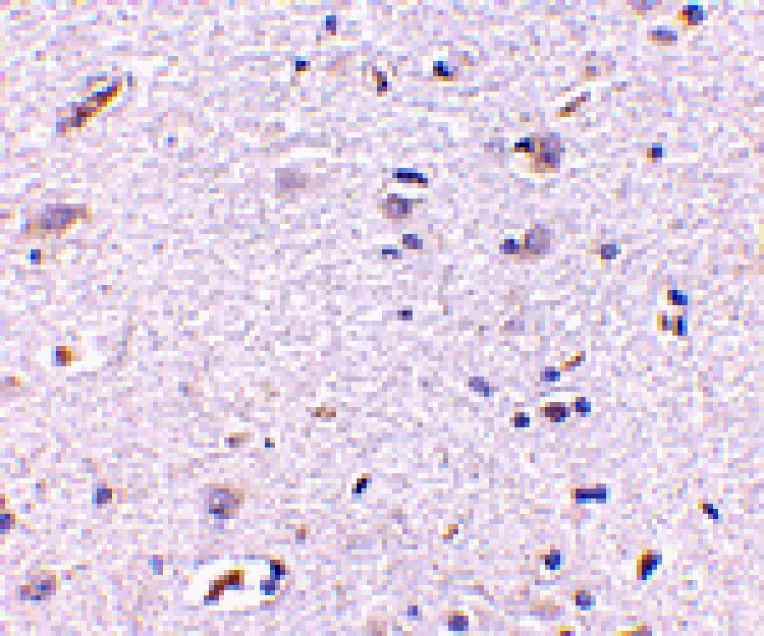 Immunohistochemistry - Syntaphilin Antibody from Signalway Antibody (24689) - Antibodies.com
