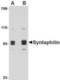 Western blot - Syntaphilin Antibody from Signalway Antibody (24698) - Antibodies.com