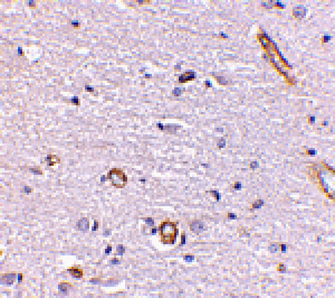 Immunohistochemistry - Syntaphilin Antibody from Signalway Antibody (24698) - Antibodies.com