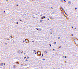 Immunohistochemistry - Syntaphilin Antibody from Signalway Antibody (24698) - Antibodies.com