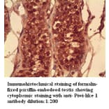 Piwi-like 1 Antibody from Signalway Antibody (39273) - Antibodies.com