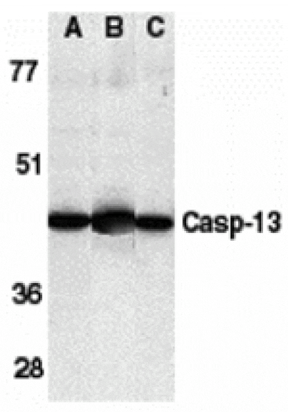 Western blot - Caspase-13 Antibody from Signalway Antibody (24097) - Antibodies.com
