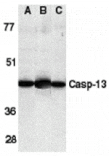 Western blot - Caspase-13 Antibody from Signalway Antibody (24097) - Antibodies.com
