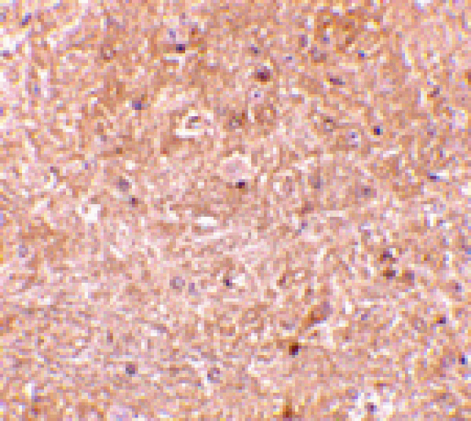 Immunohistochemistry - Caspase-13 Antibody from Signalway Antibody (24097) - Antibodies.com