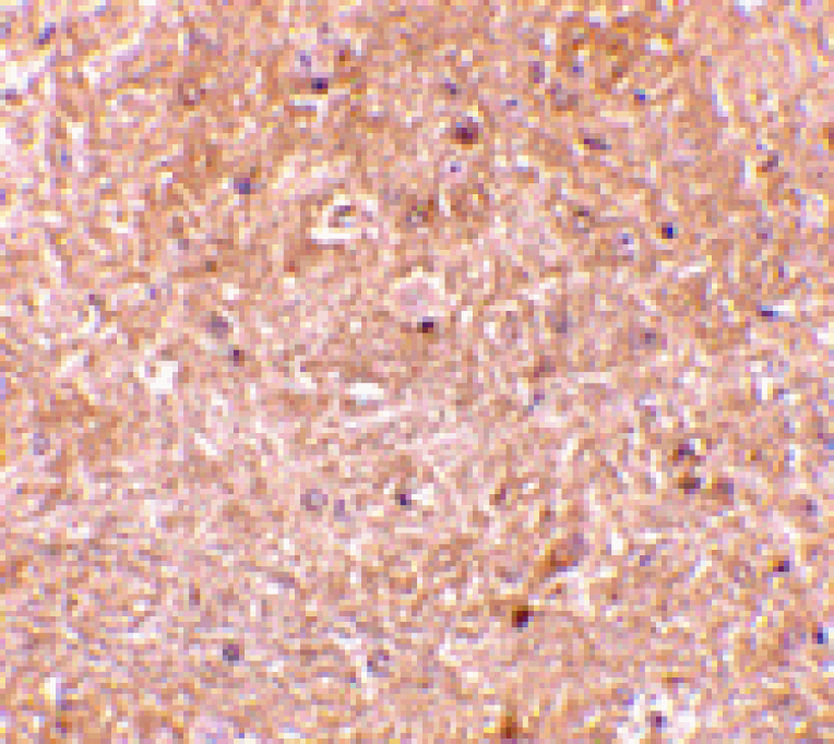 Immunohistochemistry - Caspase-13 Antibody from Signalway Antibody (24097) - Antibodies.com