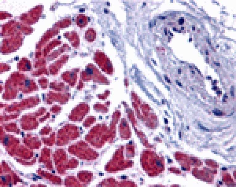Immunohistochemistry - Caspase-12 Antibody from Signalway Antibody (24119) - Antibodies.com