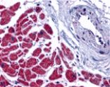 Immunohistochemistry - Caspase-12 Antibody from Signalway Antibody (24119) - Antibodies.com