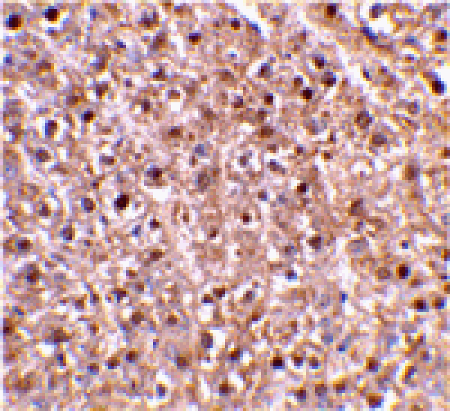 Immunohistochemistry - Caspase-12 Antibody from Signalway Antibody (24120) - Antibodies.com