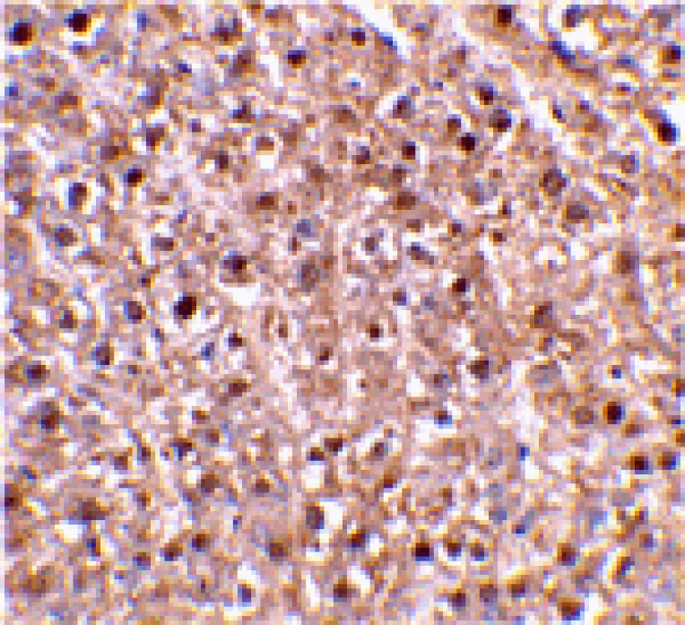 Immunohistochemistry - Caspase-12 Antibody from Signalway Antibody (24120) - Antibodies.com