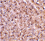 Immunohistochemistry - Caspase-12 Antibody from Signalway Antibody (24120) - Antibodies.com