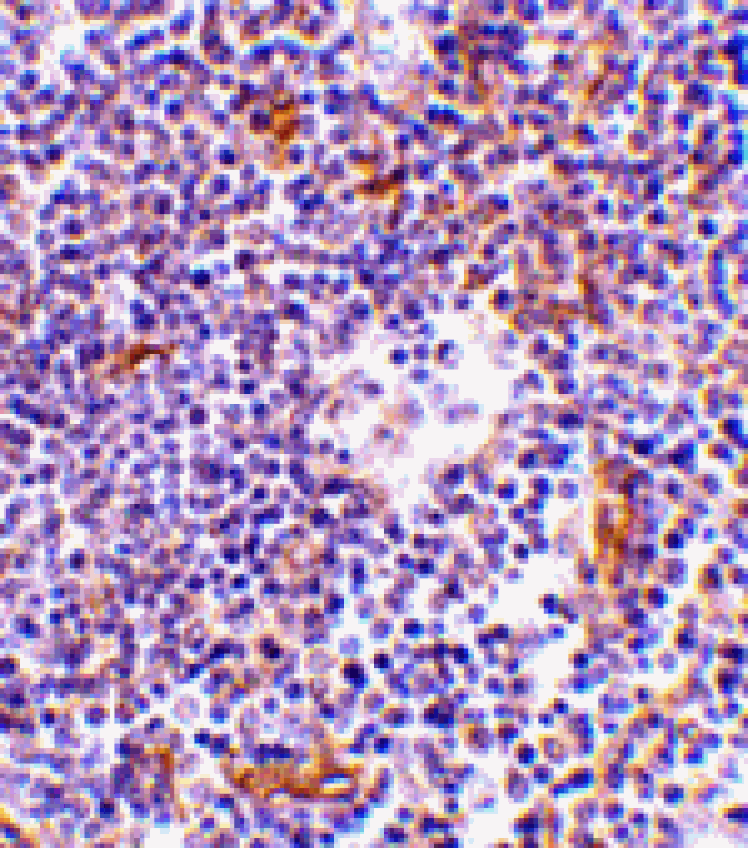 Immunohistochemistry - KappaB ras Antibody from Signalway Antibody (24150) - Antibodies.com