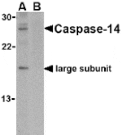 Western blot - Caspase-14 Antibody from Signalway Antibody (24157) - Antibodies.com