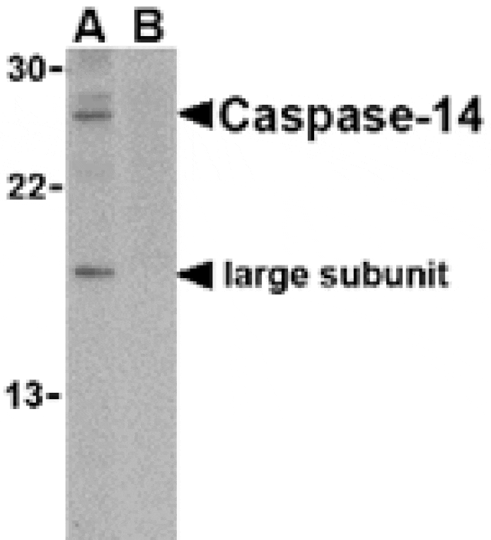 Western blot - Caspase-14 Antibody from Signalway Antibody (24157) - Antibodies.com