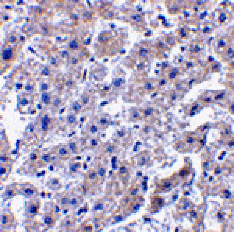 Immunohistochemistry - Caspase-14 Antibody from Signalway Antibody (24157) - Antibodies.com