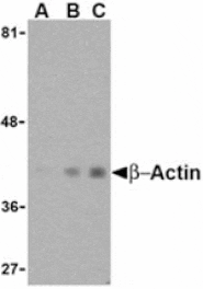 Western blot - Beta-actin Antibody from Signalway Antibody (24405) - Antibodies.com