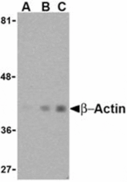 Western blot - Beta-actin Antibody from Signalway Antibody (24405) - Antibodies.com