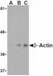 Western blot - Beta-actin Antibody from Signalway Antibody (24405) - Antibodies.com