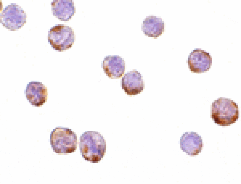 Immunocytochemistry - Beta-actin Antibody from Signalway Antibody (24405) - Antibodies.com