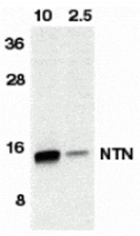 Western blot - Neurturin Antibody from Signalway Antibody (24013) - Antibodies.com