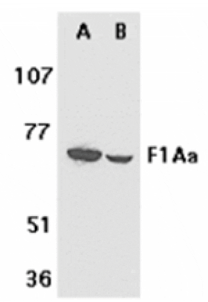 Western blot - F1A alpha Antibody from Signalway Antibody (24108) - Antibodies.com