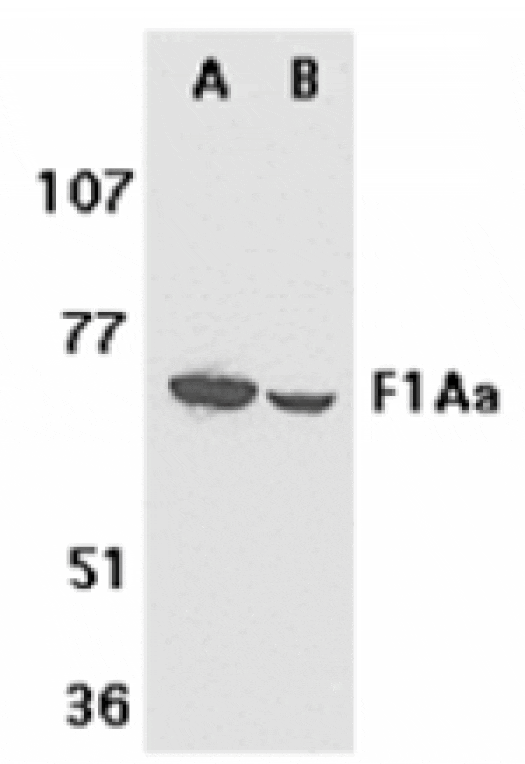 Western blot - F1A alpha Antibody from Signalway Antibody (24108) - Antibodies.com