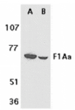 Western blot - F1A alpha Antibody from Signalway Antibody (24108) - Antibodies.com
