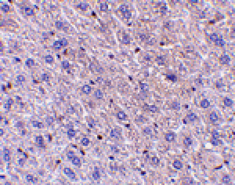Immunohistochemistry - F1A alpha Antibody from Signalway Antibody (24108) - Antibodies.com