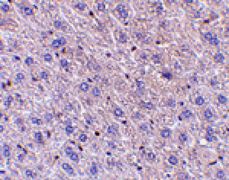 Immunohistochemistry - F1A alpha Antibody from Signalway Antibody (24108) - Antibodies.com