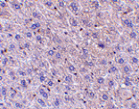 Immunohistochemistry - F1A alpha Antibody from Signalway Antibody (24108) - Antibodies.com