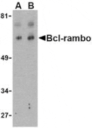 Western blot - Bcl-rambo Antibody from Signalway Antibody (24167) - Antibodies.com