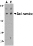 Western blot - Bcl-rambo Antibody from Signalway Antibody (24167) - Antibodies.com