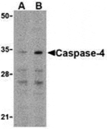 Western blot - Caspase-4 Antibody from Signalway Antibody (24286) - Antibodies.com