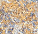 Immunohistochemistry - Caspase-4 Antibody from Signalway Antibody (24286) - Antibodies.com