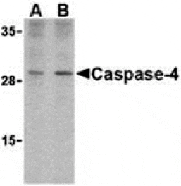 Western blot - Caspase-4 Antibody from Signalway Antibody (24287) - Antibodies.com