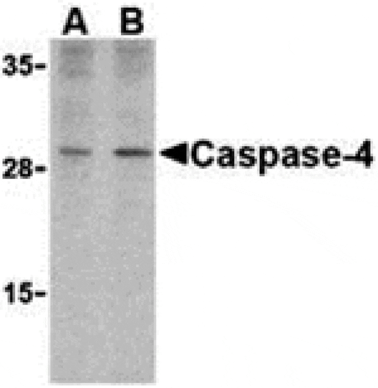 Western blot - Caspase-4 Antibody from Signalway Antibody (24287) - Antibodies.com