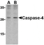 Western blot - Caspase-4 Antibody from Signalway Antibody (24287) - Antibodies.com