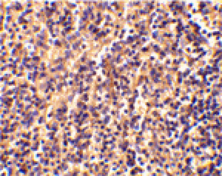 Immunohistochemistry - Caspase-4 Antibody from Signalway Antibody (24287) - Antibodies.com