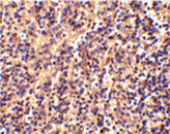 Immunohistochemistry - Caspase-4 Antibody from Signalway Antibody (24287) - Antibodies.com